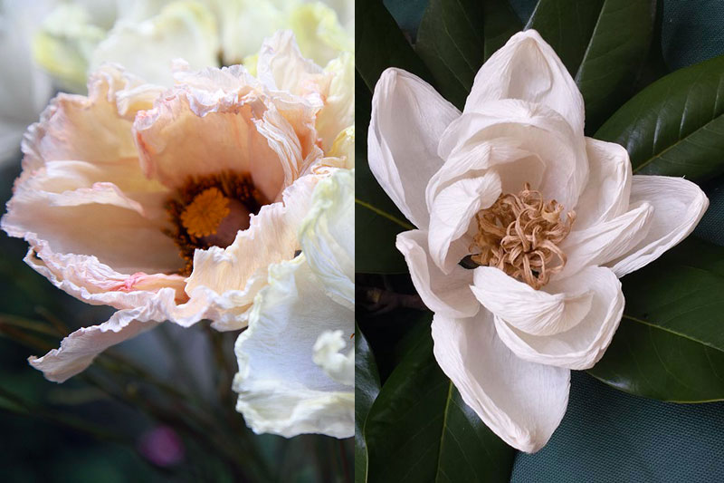 Papier-terapia: la magnolia e il papavero d’Islanda con Rosanna Frapporti