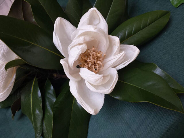 Papier-terapia: la magnolia con Rosanna Frapporti